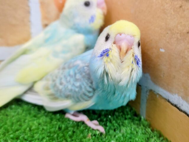 ④カキカキ大好きっ❤セキセイインコのヒナ(レインボースパングル)入荷しました❤