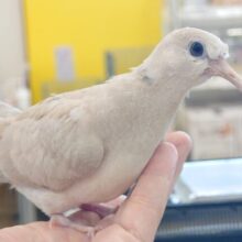 寡黙なトゥルットゥー♫　ジュズカケバト☆☆～～