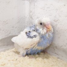 まるっこい！　まん丸ばでぃで転がりそう～～　セキセイインコ　パイド～～