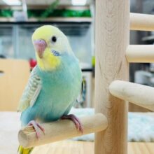 【最新画像更新🪄】ポップキャンディみたい🍭💓セキセイインコ（パステルカラーレインボー）ヒナ