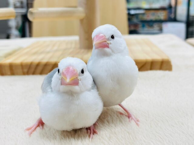 【最新画像更新🪄】それぞれ魅力が詰まってます♡白文鳥　ヒナ