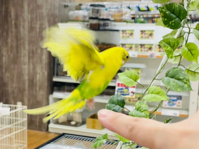 セキセイインコ