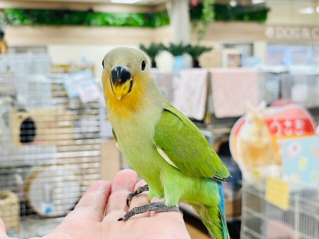 コザクラインコ（小桜インコ）