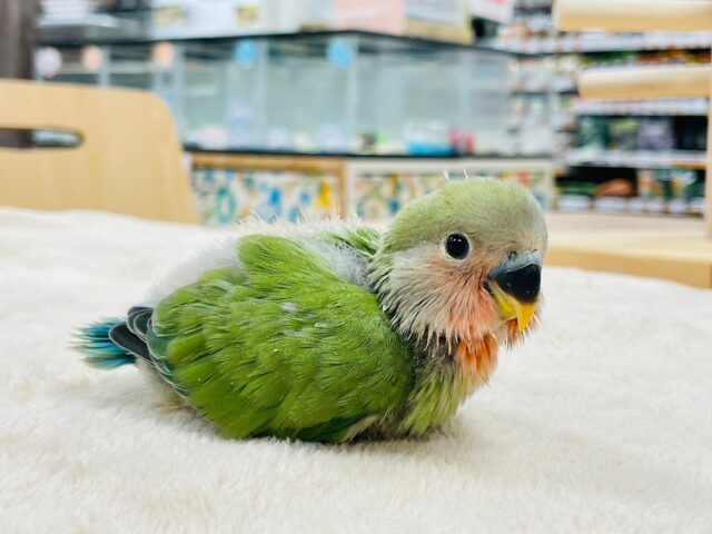 コザクラインコ（小桜インコ）