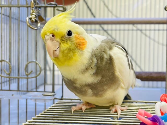 オカメインコ