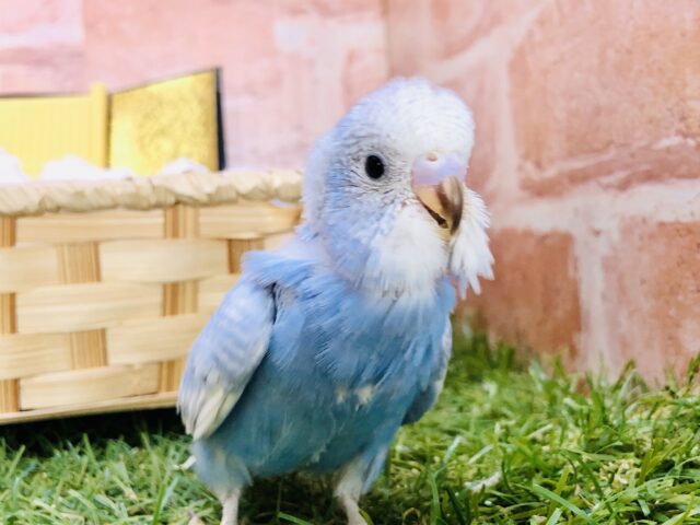 セキセイインコ