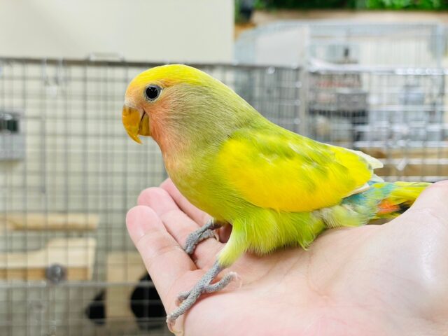 コザクラインコ（小桜インコ）