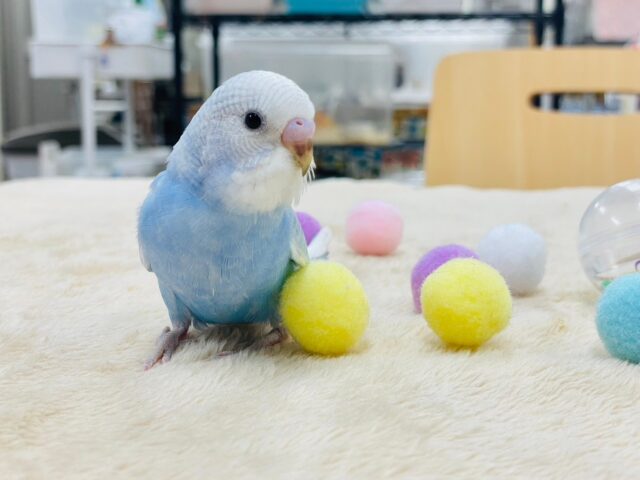 セキセイインコ