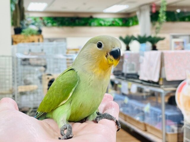 コザクラインコ（小桜インコ）