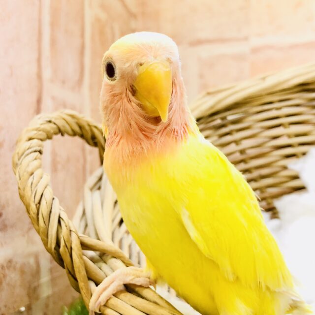 コザクラインコ（小桜インコ）