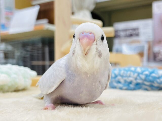 セキセイインコ