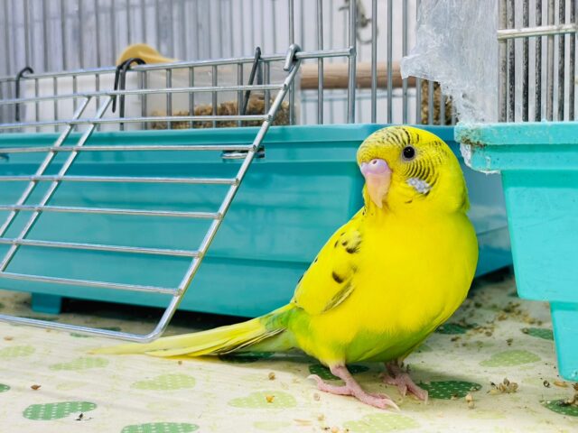 セキセイインコ