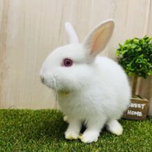 まるで雪みたい❄️アルビノのネザーランドドワーフ入舎しました〜♪