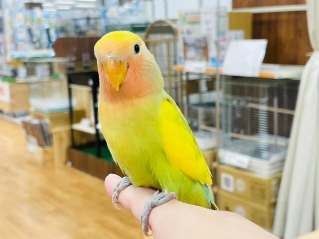 コザクラインコ（小桜インコ）