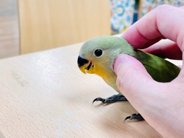 コザクラインコ（小桜インコ）