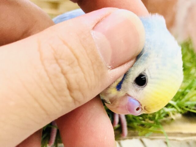 セキセイインコ