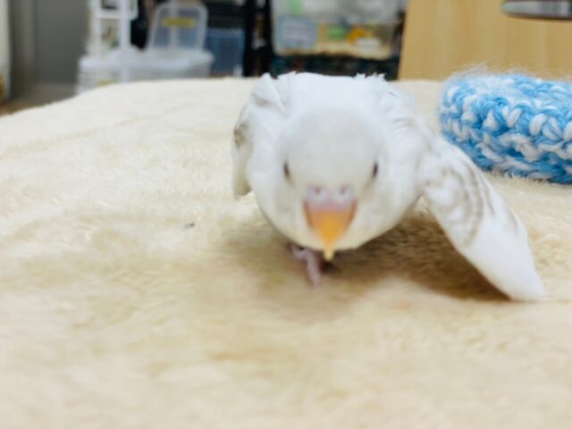 セキセイインコ