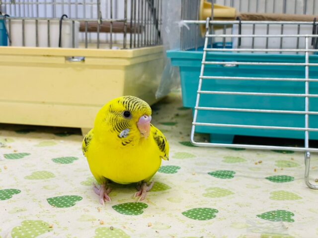 セキセイインコ