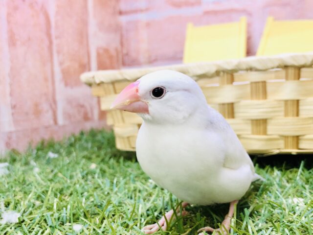 【最新画像更新☆☆】ちゅるつるうぶうぶです！！　白文鳥