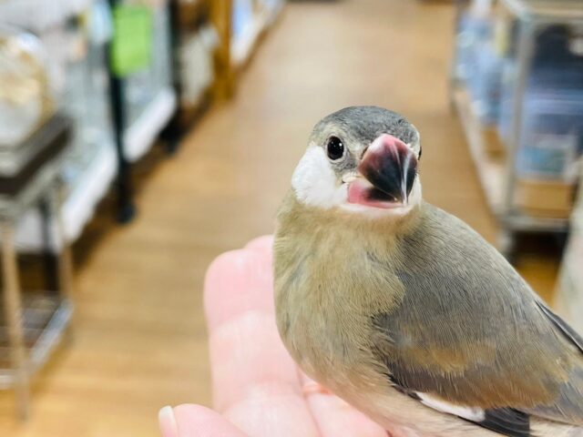 【最新画像更新🪄2回餌になりました⭐︎】裸ん坊の食いしん坊🐣桜文鳥　ヒナ