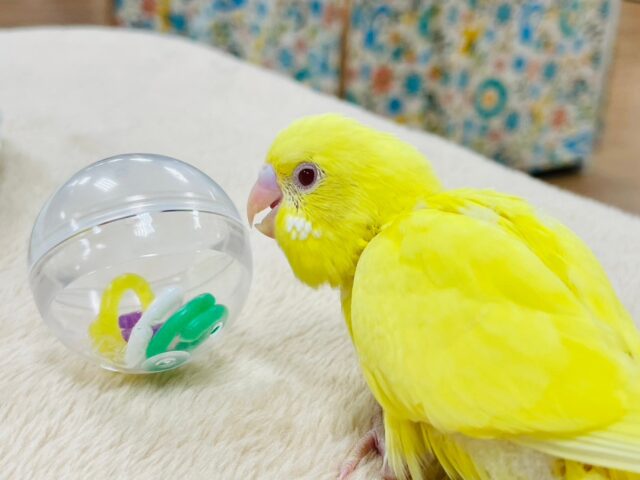 セキセイインコ