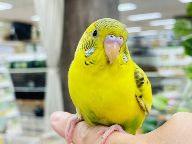 セキセイインコ