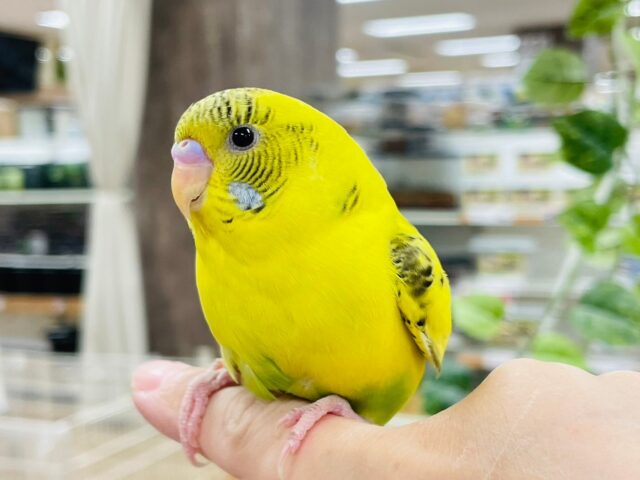 セキセイインコ