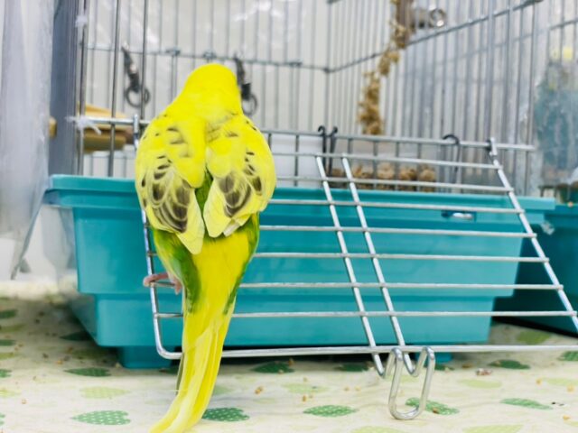 セキセイインコ