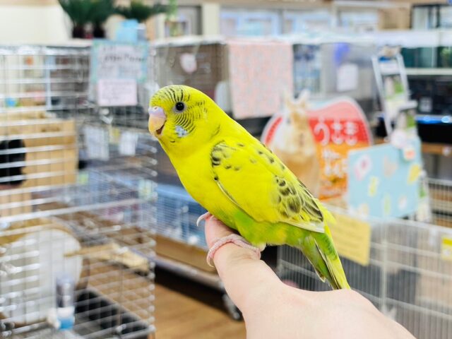 セキセイインコ