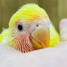 食欲旺盛な元気いっぱいちゃん♡コザクラインコ（ルチノー）ヒナ