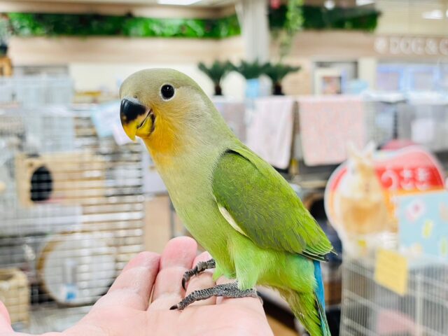 コザクラインコ（小桜インコ）