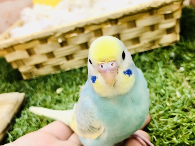 セキセイインコ