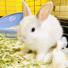 可愛い天使がやってきました♪♪　ネザーランドドワーフ