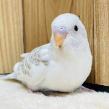 柔らかい色合いが魅力的♡セキセイインコ（シナモンハルクイン）ヒナ