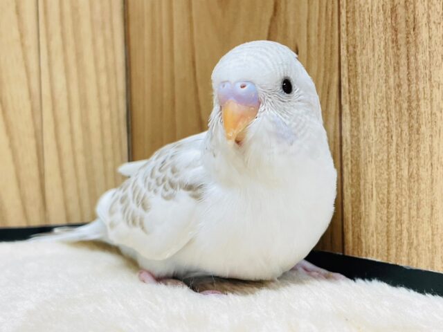 柔らかい色合いが魅力的♡セキセイインコ（シナモンハルクイン）ヒナ