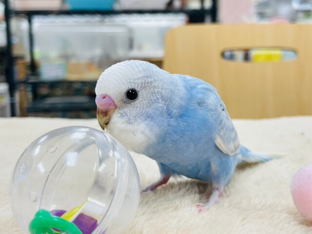 【最新画像更新🪄】涼しげカラー♡セキセイインコ（スパングル）ヒナ