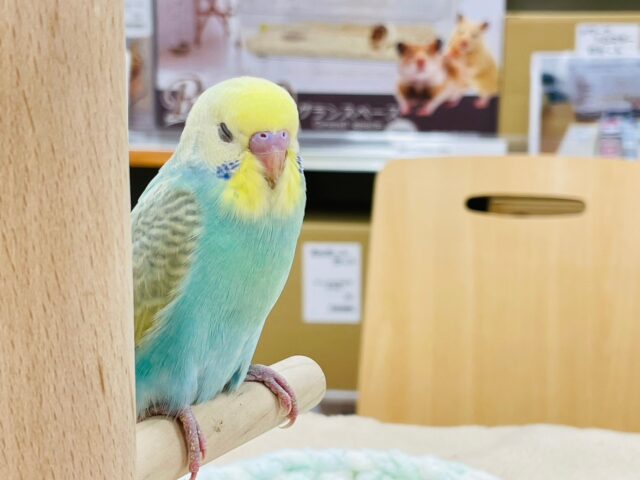 セキセイインコ