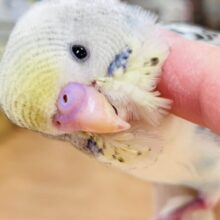 【最新画像更新🪄2回エサになりました⭐︎】成長が楽しみなわたわたちゃん♡セキセイインコ（四色ハルクイン）ヒナ