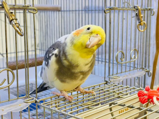 オカメインコ