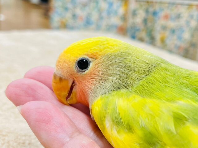 コザクラインコ（小桜インコ）