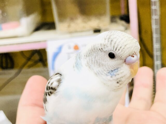 【最新画像更新☆☆】白いベースボディに青黒の差し色カラー　セキセイインコ