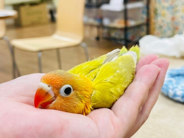 ヤマブキボタンインコ