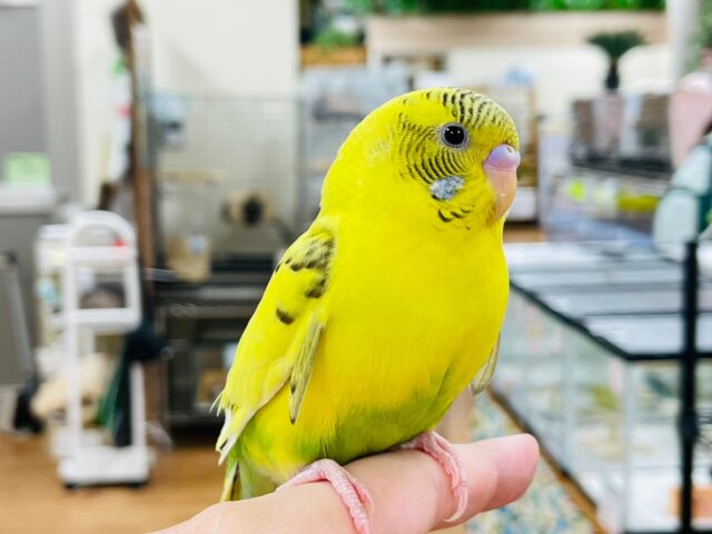 セキセイインコ