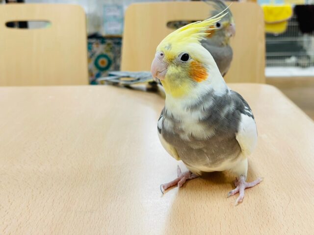 オカメインコ