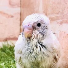 人気のパイドカラーがやってきたよ♪♪　セキセイインコ