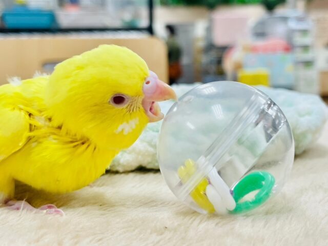 セキセイインコ