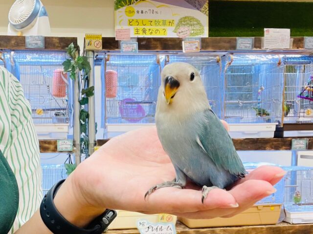 コザクラインコ（小桜インコ）