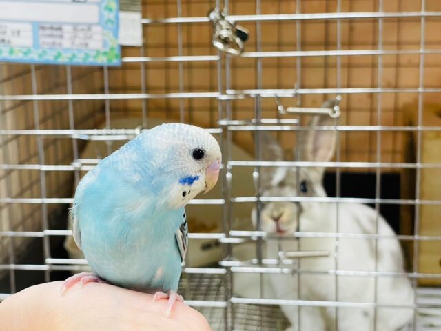 セキセイインコ