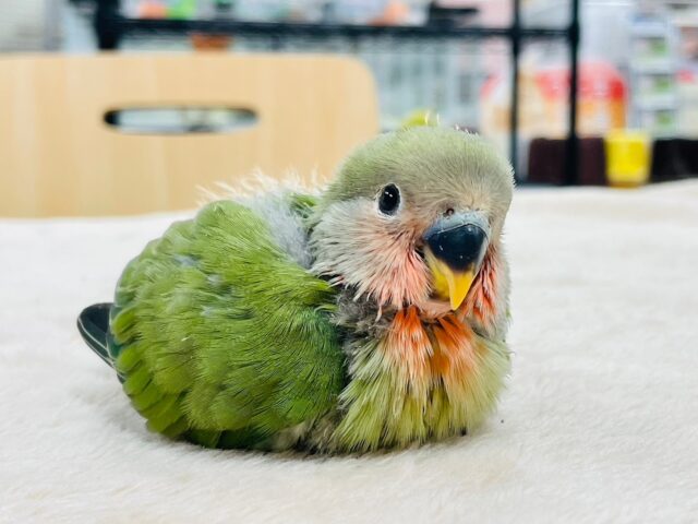 コザクラインコ（小桜インコ）