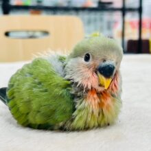 【最新画像更新🪄】上目遣いにメロメロ♡コザクラインコ（ノーマル）ヒナ